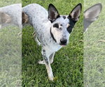 Small Red Heeler Mix