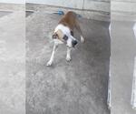 Small American Staffordshire Terrier Mix