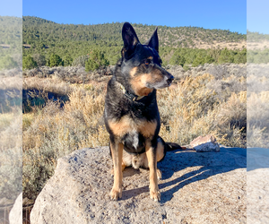 German Shepherd Dog Dogs for adoption in Millburn, NJ, USA