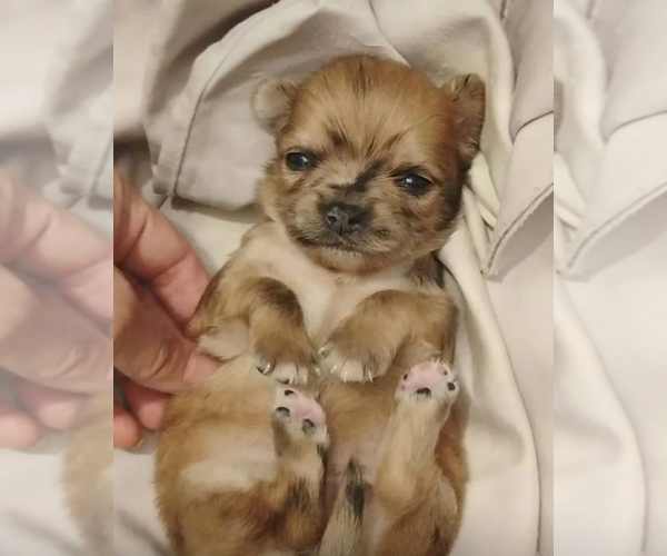 Medium Photo #4 Chihuahua Puppy For Sale in ADAMSVILLE, TN, USA