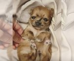 Small #3 Chihuahua