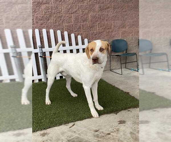 Medium Photo #1 Labrador Retriever-Unknown Mix Puppy For Sale in Modesto, CA, USA