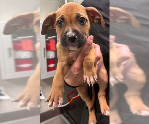 Boxer-Unknown Mix Dogs for adoption in SHERBURNE, NY, USA
