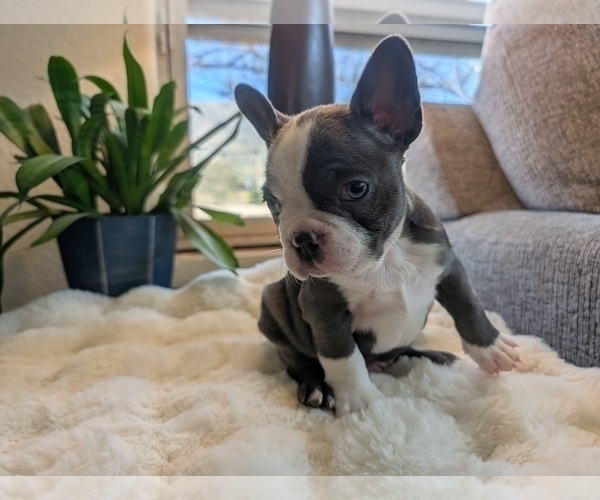 Medium Photo #7 Faux Frenchbo Bulldog Puppy For Sale in LAS CRUCES, NM, USA