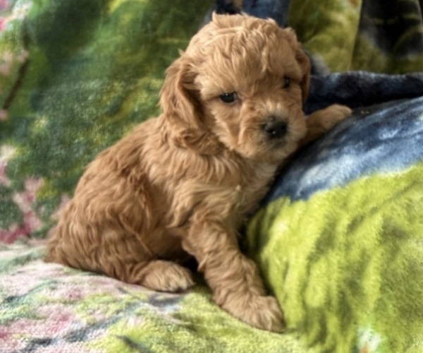 Medium Photo #2 Poodle (Miniature) Puppy For Sale in THORP, WI, USA