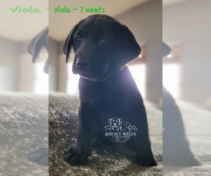 Labrador Retriever Puppy for sale in POCAHONTAS, IL, USA