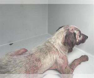 Labrador Retriever-Unknown Mix Dogs for adoption in Houston, TX, USA