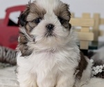 Small Photo #51 Shih Tzu Puppy For Sale in GOSHEN, IN, USA
