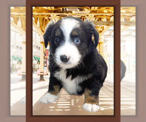 Miniature Australian Shepherd Litter for sale in PENSACOLA, FL, USA