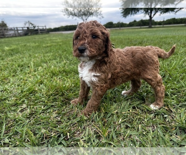 Medium Photo #5 Goldendoodle Puppy For Sale in ZOLFO SPRINGS, FL, USA