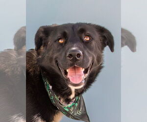 Akita-Unknown Mix Dogs for adoption in Pasadena, CA, USA