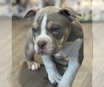 Small #10 American Bully