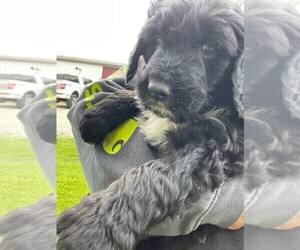 Aussiedoodle Puppy for sale in MULBERRY, IN, USA
