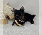 Small #12 Yorkshire Terrier