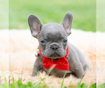 Small #4 French Bulldog