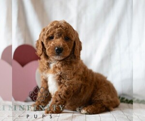 Goldendoodle (Miniature) Puppy for sale in DORNSIFE, PA, USA