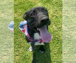 Small #5 Labrador Retriever Mix