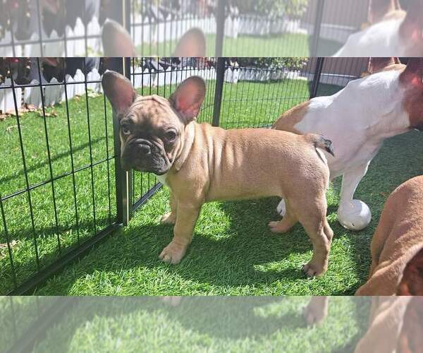 Medium Photo #1 French Bulldog Puppy For Sale in TUCSON, AZ, USA