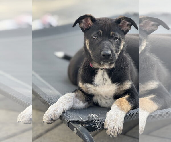 Medium Photo #3 Labrador Retriever-Unknown Mix Puppy For Sale in San Diego, CA, USA