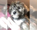 Small Photo #1 YorkiePoo Puppy For Sale in AMERICAN FORK, UT, USA