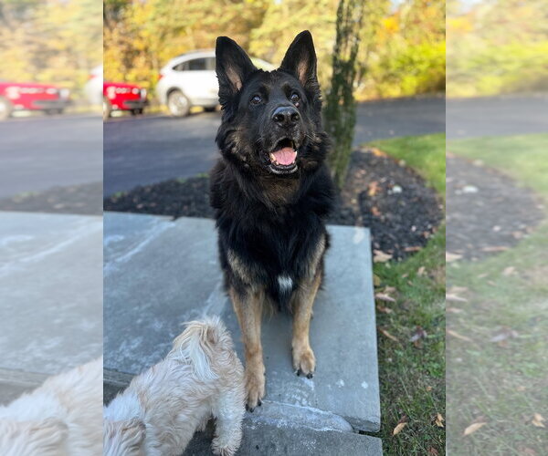 Medium Photo #2 German Shepherd Dog Puppy For Sale in Millburn, NJ, USA