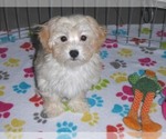 Small Photo #6 Havanese-Poodle (Toy) Mix Puppy For Sale in ORO VALLEY, AZ, USA