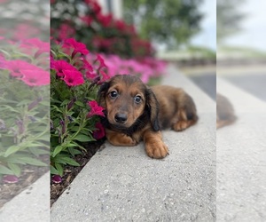 Dachshund Puppy for sale in CANOGA, NY, USA