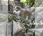 Small #4 Pomsky