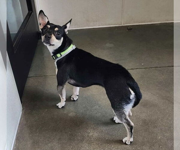 Medium Photo #1 Chihuahua Puppy For Sale in Oak Bluffs, MA, USA