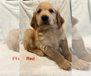 Golden Retriever Puppy for sale in WEBSTER, WI, USA