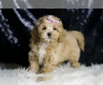 Small #4 Maltipoo