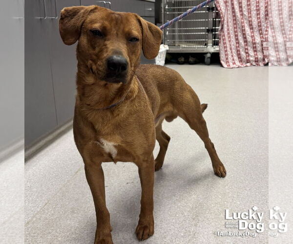 Medium Photo #3 Labrador Retriever-Retriever  Mix Puppy For Sale in Washington, DC, USA