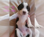 Small Photo #3 English Springer Spaniel Puppy For Sale in MARLOW, OK, USA