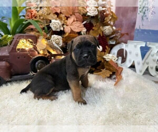 Medium Photo #6 Cane Corso Puppy For Sale in OOLOGAH, OK, USA