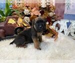 Small #5 Cane Corso