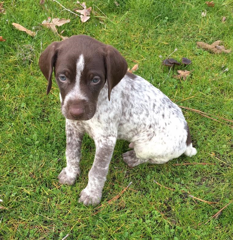 Medium Photo #1 German Shorthaired Pointer Puppy For Sale in MEDFORD, OR, USA