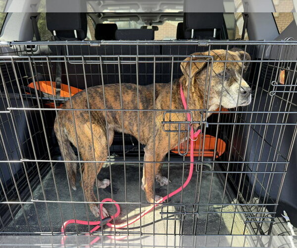 Medium Photo #1 American Staffordshire Terrier-Unknown Mix Puppy For Sale in Sheboygan, WI, USA