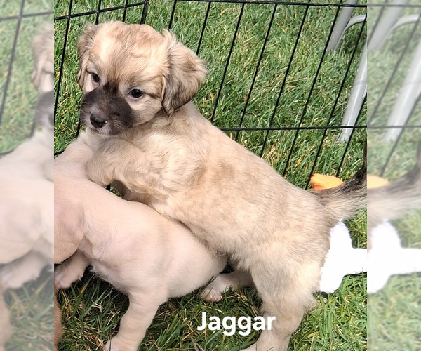 Medium Photo #1 Chiweenie Puppy For Sale in San Bernardino, CA, USA