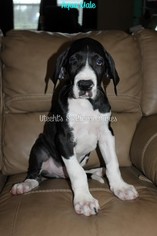 Great Dane Puppy for sale in LAKE PARK, GA, USA