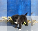 Small Photo #7 Australian Shepherd-Saint Bernard Mix Puppy For Sale in BAKERSFIELD, CA, USA