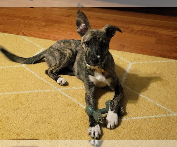 Medium Photo #1 Mutt Puppy For Sale in McDonough, GA, USA
