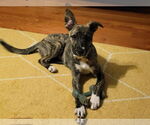 Small Mutt