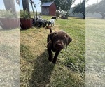Puppy Green Puppy German Wirehaired Pointer