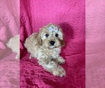 Small #3 Cavapoo mix (+ Poodle Miniature)