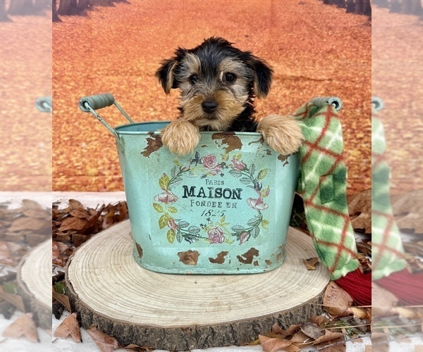 Medium Photo #5 Yorkshire Terrier Puppy For Sale in OCALA, FL, USA
