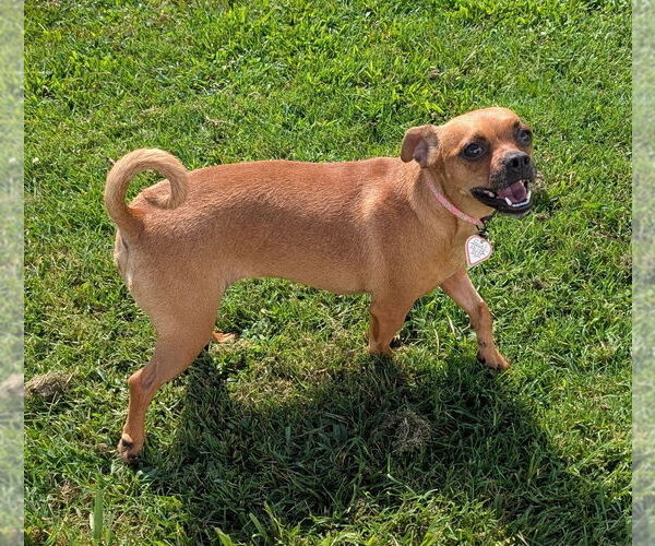 Medium Photo #2 Chug Puppy For Sale in Shelbyville, TN, USA