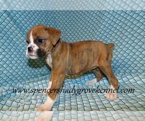 Boxer Puppy for sale in CABOOL, MO, USA