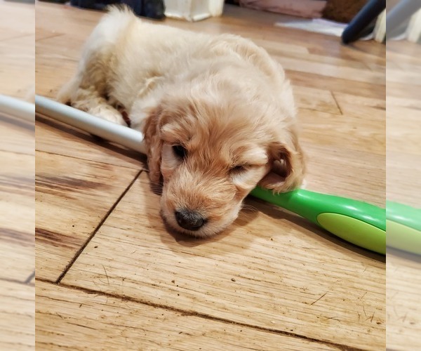 Medium Photo #2 Goldendoodle Puppy For Sale in LAWRENCEVILLE, GA, USA