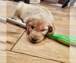 Small Photo #2 Goldendoodle Puppy For Sale in LAWRENCEVILLE, GA, USA