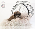 Small Photo #8 Saint Berdoodle Puppy For Sale in LEAVENWORTH, IN, USA